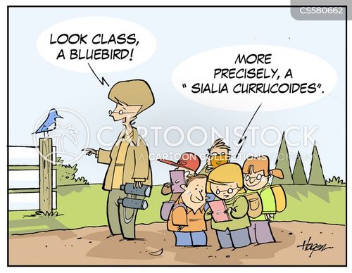 Mountain Bluebird Cartoons and Comics funny pictures from CartoonStock