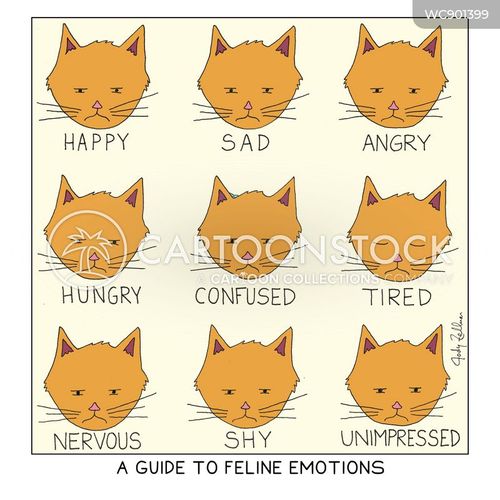 On the cat scale, how are you feeling today?  Cat memes, Funny animal  pictures, Cute cats