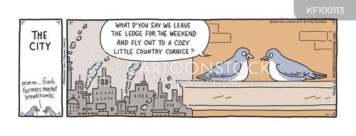 Funny Pigeon Cartoons Funny Pigeon Cartoons