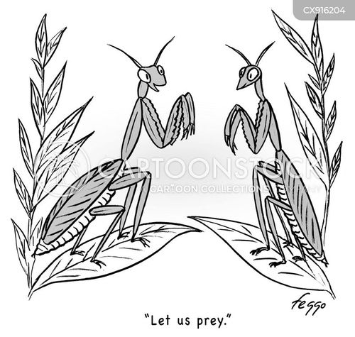 https://images.cartoonstock.com/lowres/animals-praying_mantis-prey-predators-pray-prayer-CX916204_low.jpg