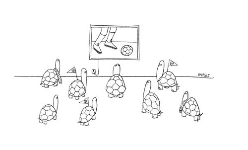 Tortoise Football Fan