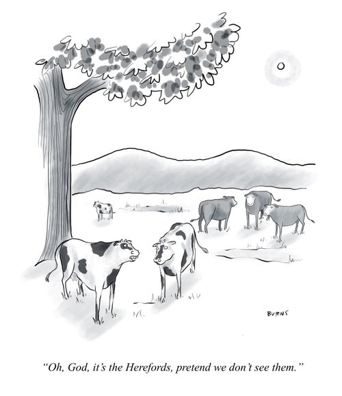  "Oh, God, it's the Herefords, pretend we don't see them."