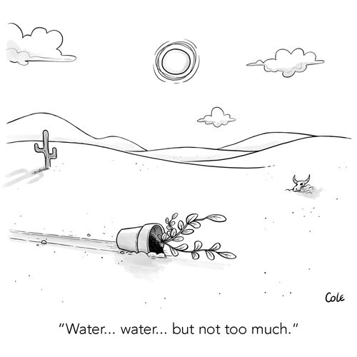 "Water... water... but not too much."