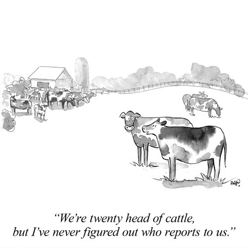 "We're twenty head of cattle, but I've never figured out who reports to us."