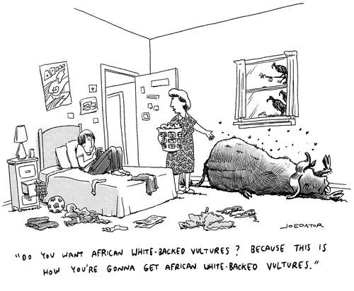 "Do you want African white-backed vultures? Because this is how you're gonna get African white-backed vultures."
