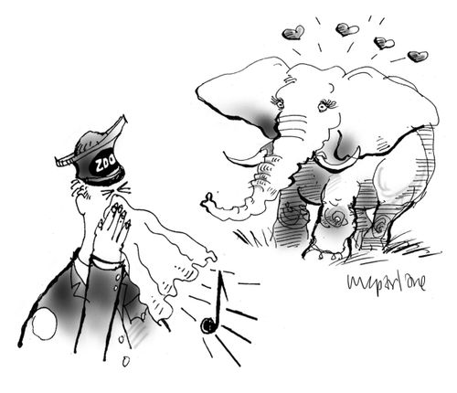 Elephant falls in love with sneezing zookeeper