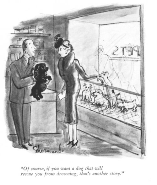 "Of course, if you want a dog that will rescue you from drowning, that's another story."