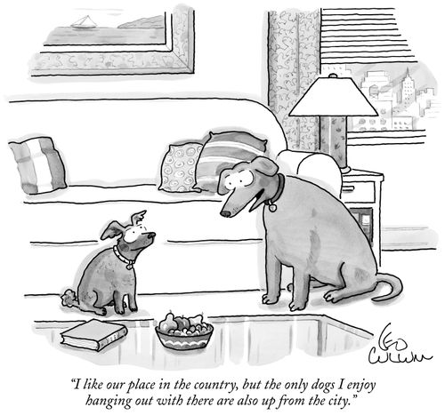 "I like our place in the country, but the only dogs I enjoy hanging out with there are also up from the city."