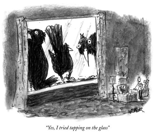 "Yes, I tried tapping on the glass."