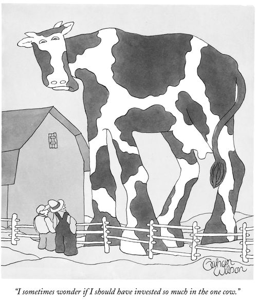 "I sometimes wonder if I should have invested so much in the one cow."