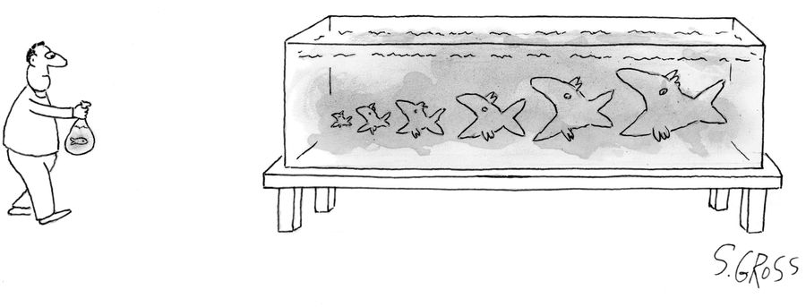 Fish eating smaller fish in a tank.