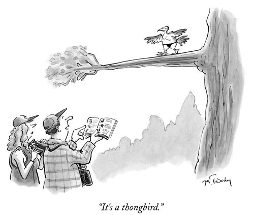 "It's a thongbird."