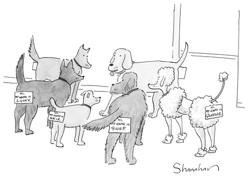 Dogs have name tags on their rear ends.