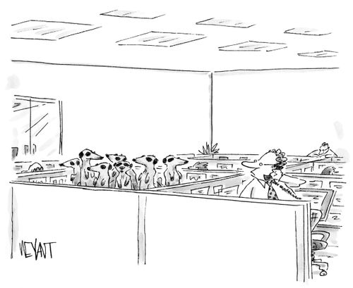 Meerkats in the Office