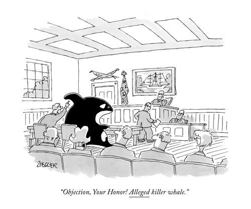 "Objection, Your Honor! Alleged killer whale."