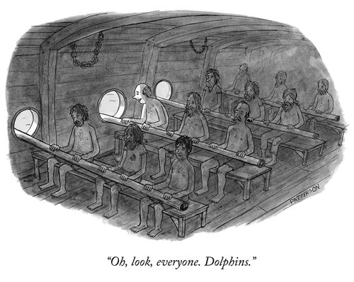 "Oh, look, everyone. Dolphins."