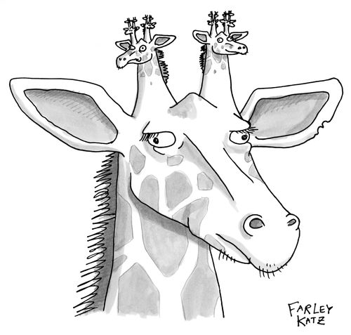 A giraffe has another giraffe head in its ossicones.