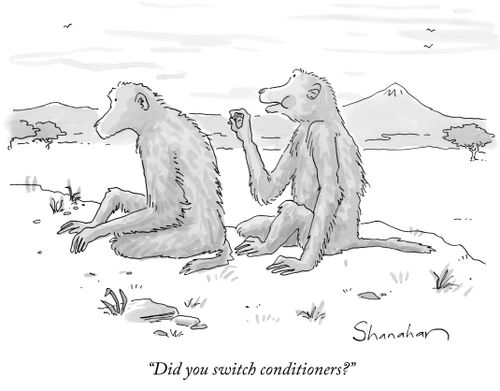 "Did you switch conditioners?"