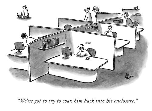 "We've got to try to coax him back into his enclosure."