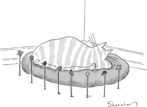 A cat sleeps with prey heads around it as warnings.