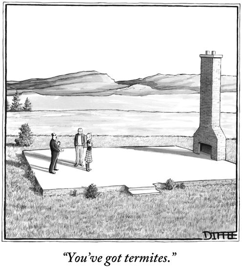 "You've got termites."