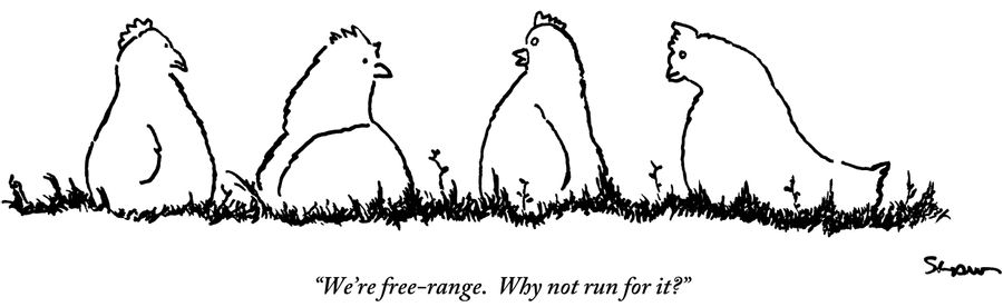 "We're free-range. Why not run for it?"