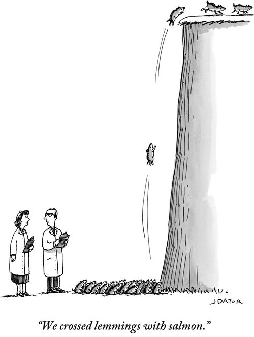 "We crossed lemmings with salmon."
