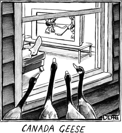 Canada Geese