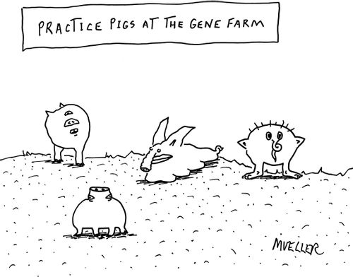 Practice Pigs at the Gene Farm