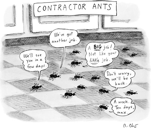 Contractor Ants