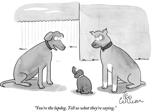"You're the lapdog. Tell us what they're saying."
