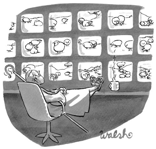 Shepherd watching sheep on closed circuit TV