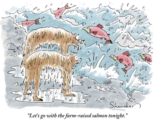 "Let's go with the farm-raised salmon tonight."