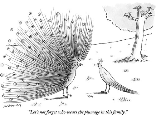 "Let's not forget who wears the plumage in this family."
