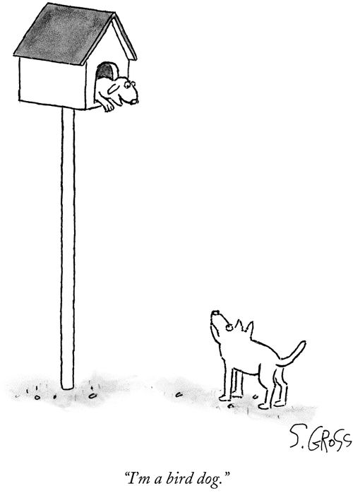 "I'm a bird dog."