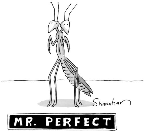 Mr. Perfect