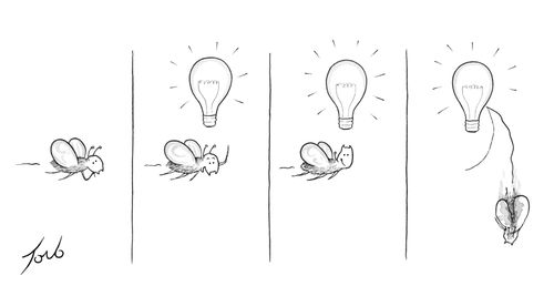 Fly has idea to fly into the light.