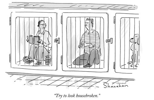 "Try to look housebroken."