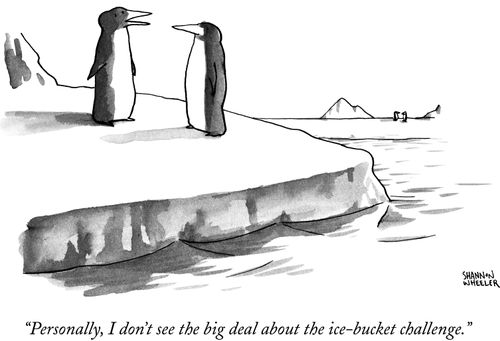 "Personally, I don't see the big deal about the ice-bucket challenge."