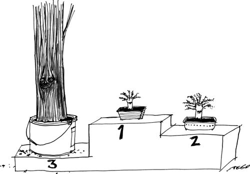 Bonsai Trees