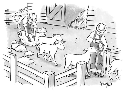 Sheep are sheared and then shown a mirror.