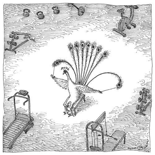 Peacock Working Out But With Feathers And Band
