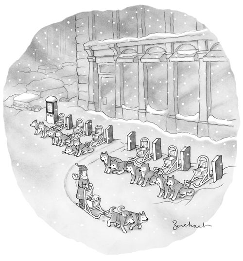 Sled Dogs Instead Of City Bikes