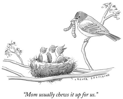 "Mom usually chews it up for us."