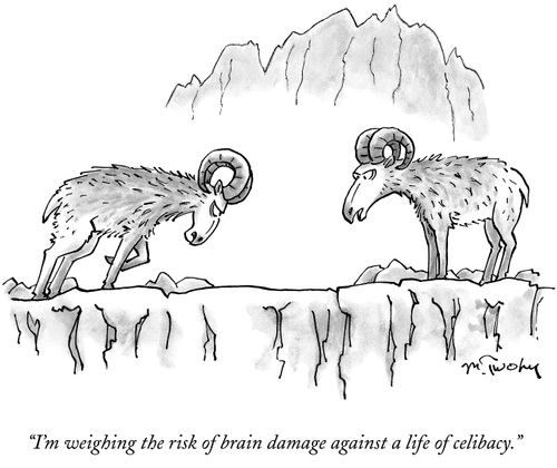 "I'm weighing the risk of brain damage against a life of celibacy."