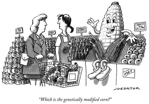 Which is the genetically modified corn?"