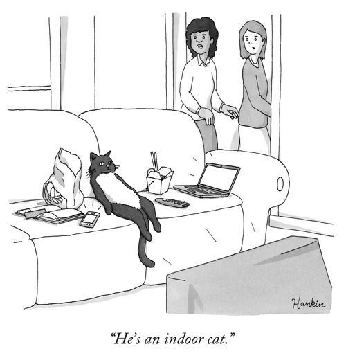 "He's an indoor cat."
