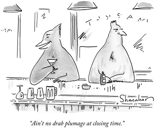 "Ain't no drab plumage at closing time."