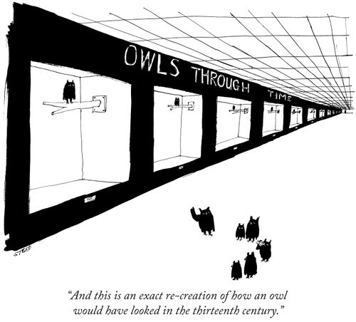 Owl Through Time