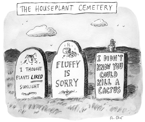 The Houseplant Cemetery.
